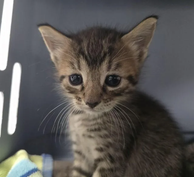 A baby small-sized male Domestic Short Hair cat named Captain for adoption in Fort Lauderdale, FL