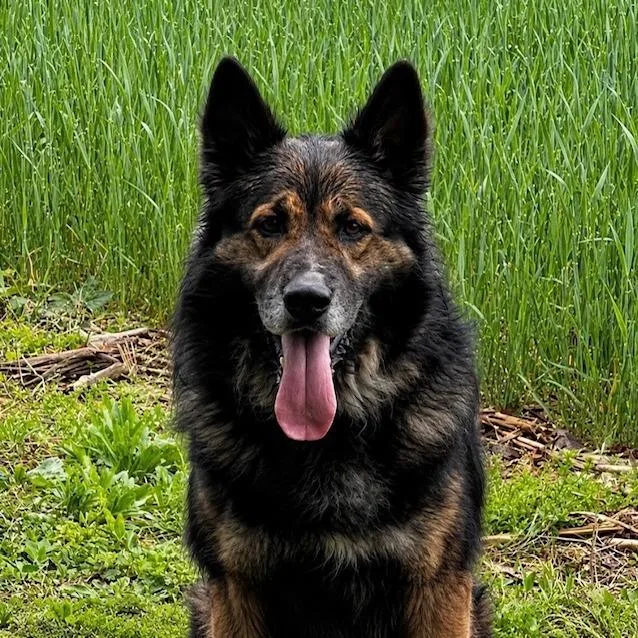 Koda