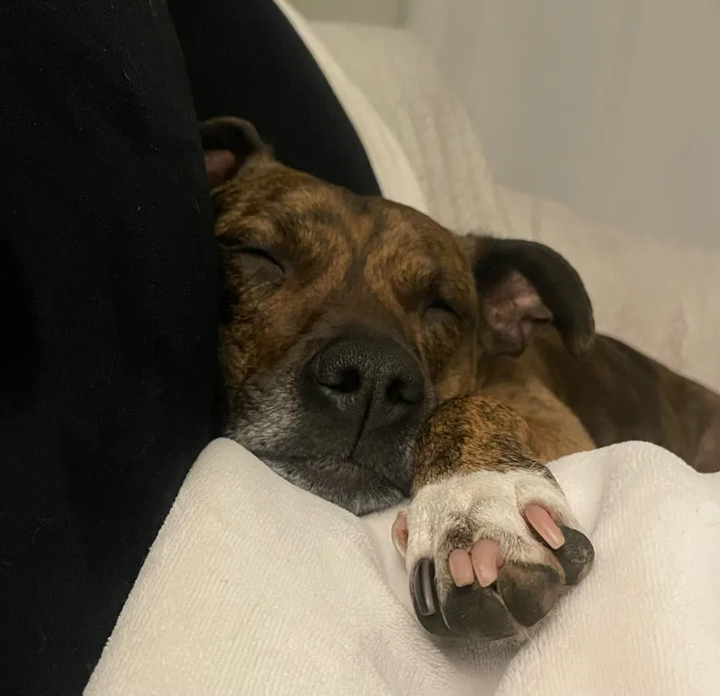 Truffles thumbnail 2