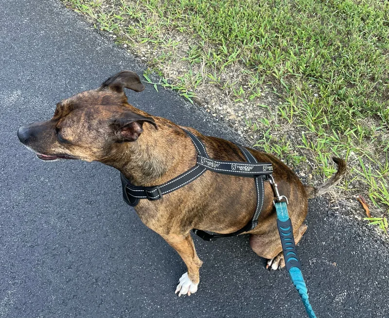 Truffles thumbnail 3