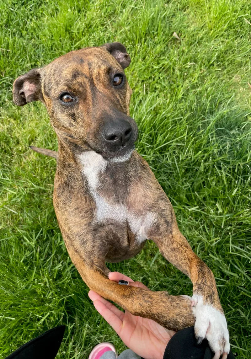 Truffles thumbnail 4