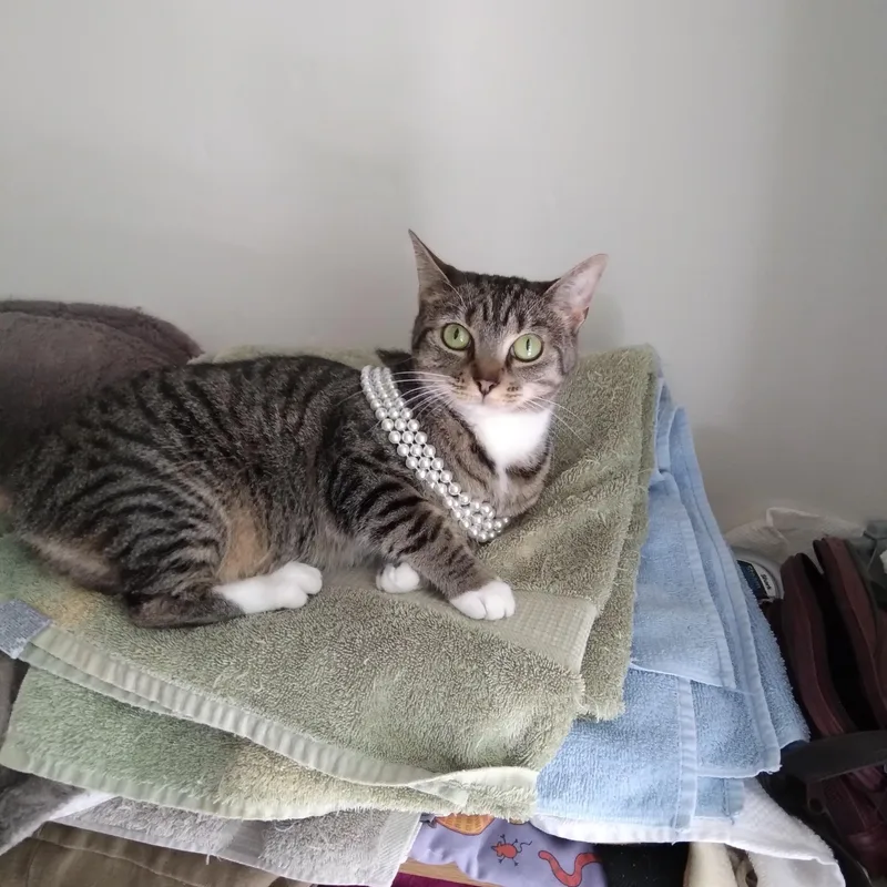 A young medium-sized female Tabby (Gray / Blue / Silver) Domestic Short Hair cat named Jenny for adoption in Lexington, NC