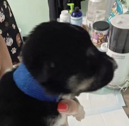 A baby small-sized male Siberian Husky dog named Diesel for adoption in Cottonwood Heights, UT
