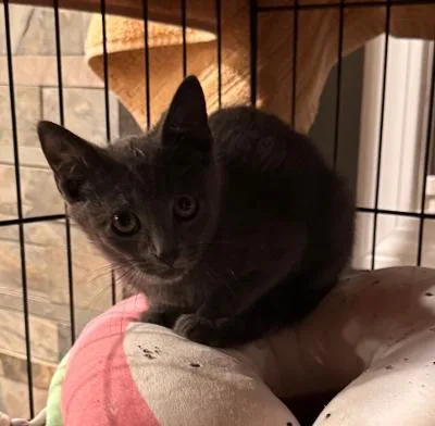 A baby medium-sized male Gray / Blue / Silver Domestic Short Hair cat named Big Dipper for adoption in Mokena, IL