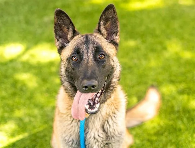 A young large-sized female Belgian Shepherd / Malinois dog named Lainey for adoption in San Jose, CA