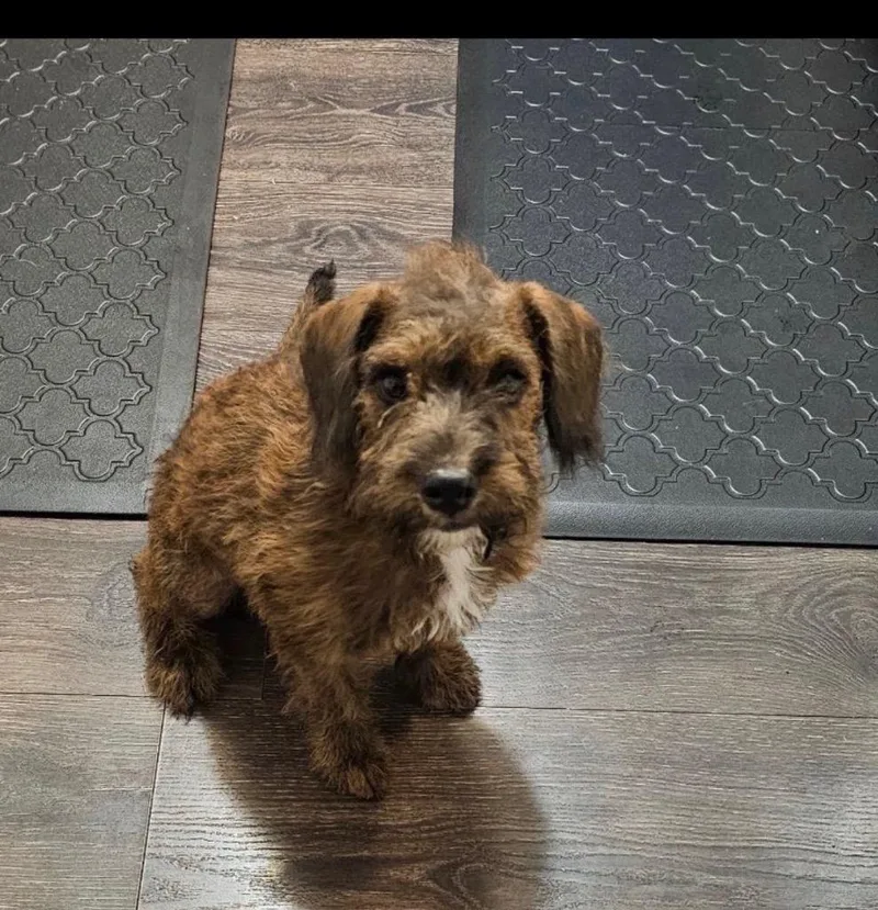 A baby medium-sized female Terrier dog named Sadie for adoption in Mustang, OK
