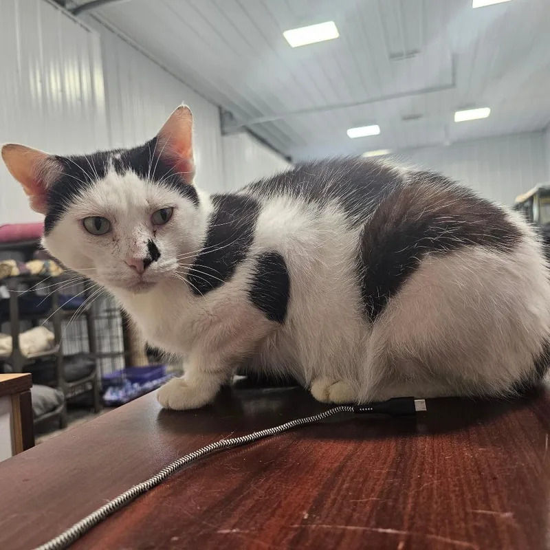 An adult small-sized male White Domestic Short Hair cat named Robby for adoption in Corydon, IN