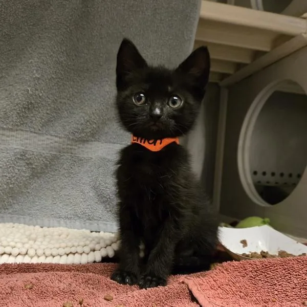 A baby small-sized female Domestic Short Hair cat named Linen for adoption in Dublin, CA