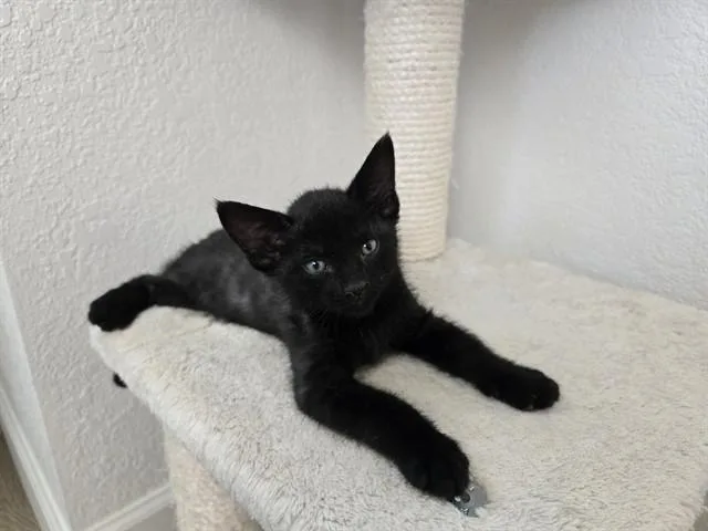 A baby small-sized male Domestic Short Hair cat named Linc for adoption in Phoenix, AZ