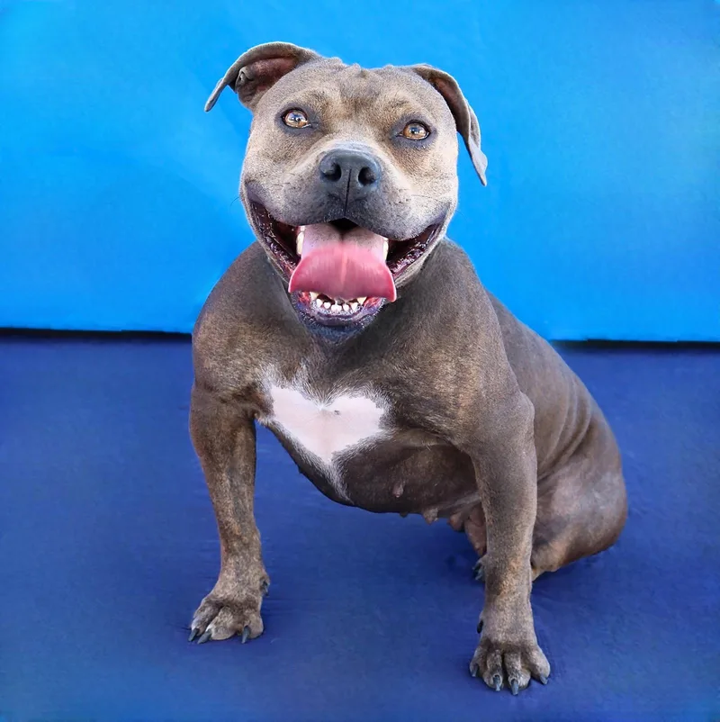 An adult medium-sized female Pit Bull Terrier dog named Dandelion for adoption in Pasadena, CA