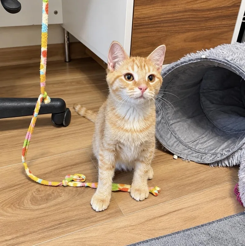 A baby medium-sized male Tabby cat named Spud for adoption in Pickerington, OH