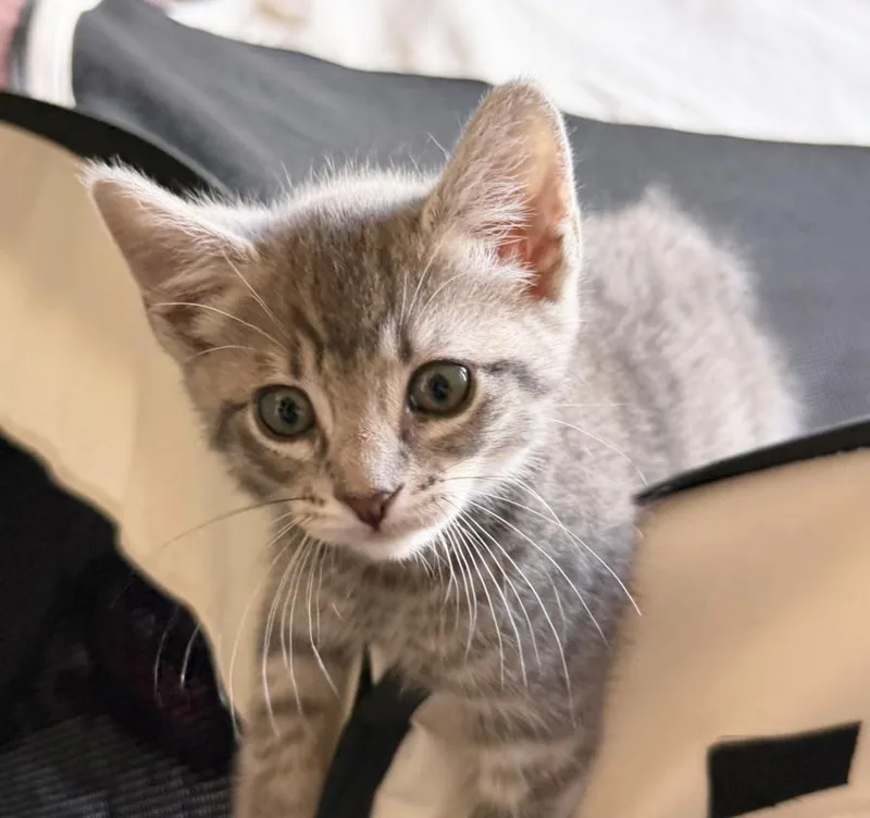 A baby small-sized male Domestic Short Hair cat named Dr. Robby for adoption in Burbank, CA