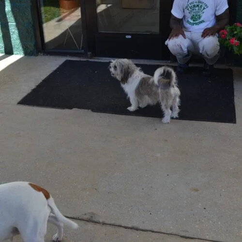 An adult small-sized male Shih Tzu dog named Fendi for adoption in Jackson, LA