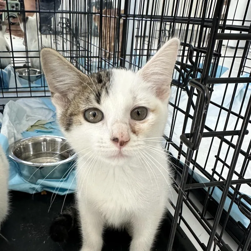 A baby small-sized female White Domestic Short Hair cat named Doris for adoption in San Juan, PR