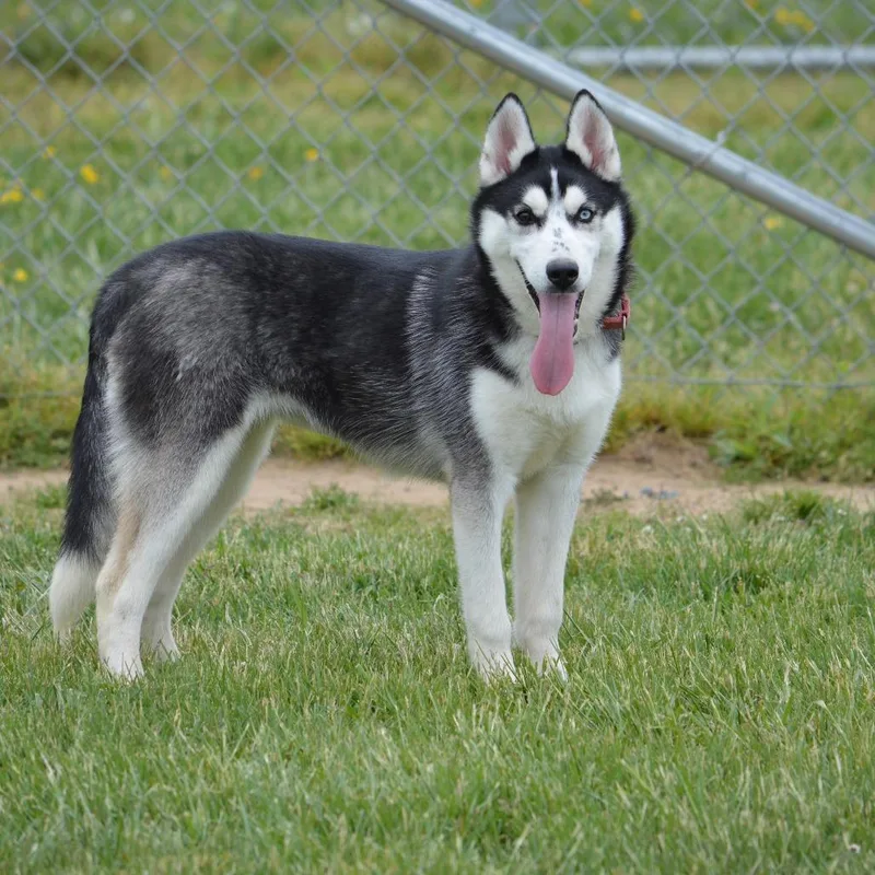 A baby medium-sized female Black Husky dog named Arden for adoption in Camden, DE