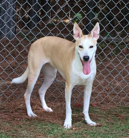 A young medium-sized female Mixed Breed dog named Mona for adoption in Athens, GA
