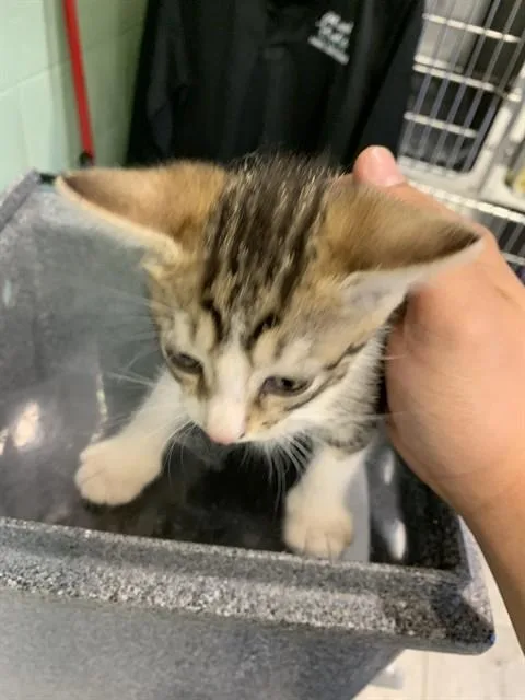 A baby small-sized female Domestic Short Hair cat named Biscuit for adoption in Grand Prairie, TX