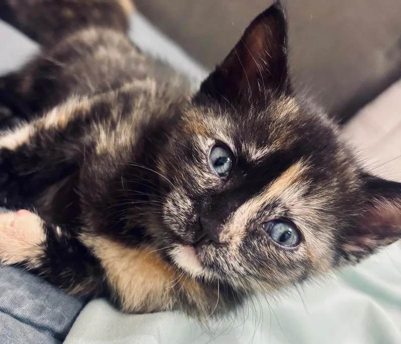 A baby medium-sized female Domestic Short Hair cat named Louise for adoption in Columbia, IL