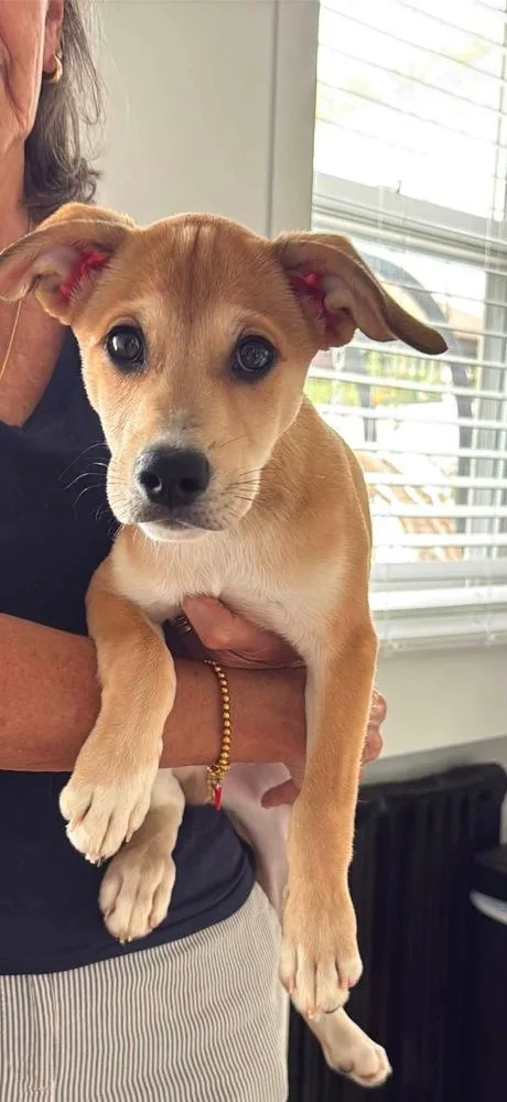 Bruno thumbnail 5