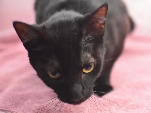 A young small-sized female Domestic Short Hair cat named Spears for adoption in Portland, OR