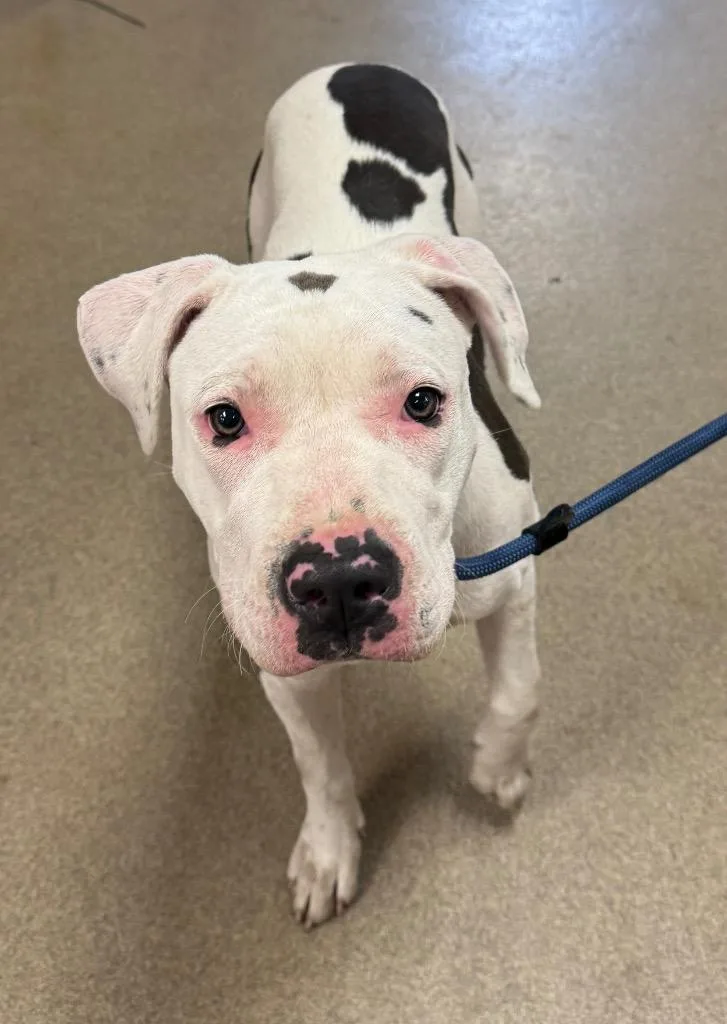 A young medium-sized female Mixed Breed dog named Banana Split for adoption in Springfield, OH