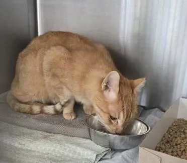 An adult medium-sized male Domestic Short Hair cat named Baby for adoption in San Antonio, TX