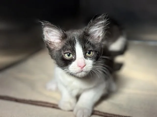 A baby small-sized male Domestic Short Hair cat named Phillip for adoption in Rancho Cucamonga, CA