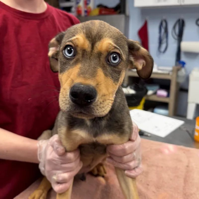 A baby medium-sized male Black Mixed Breed dog named Durphy for adoption in Martinsville, VA