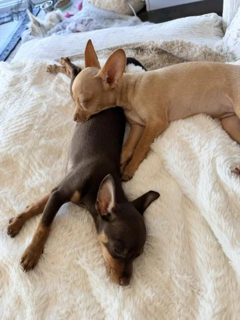 A baby small-sized female Chihuahua dog named Cinnamon for adoption in Ephrata, WA