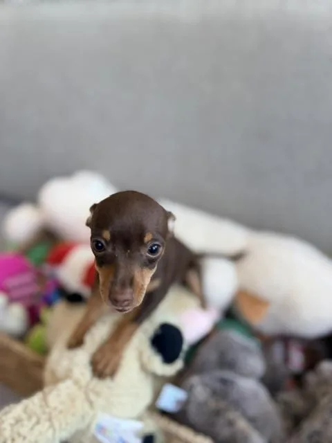 Cinnamon thumbnail 3