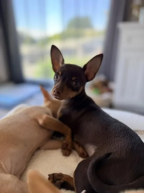 Cinnamon thumbnail 4