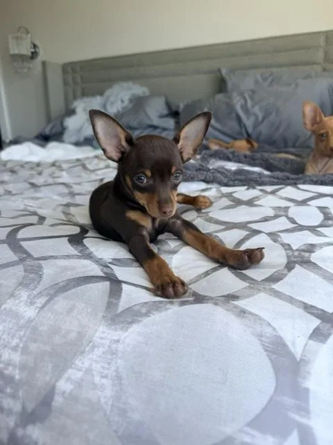 Cinnamon thumbnail 5