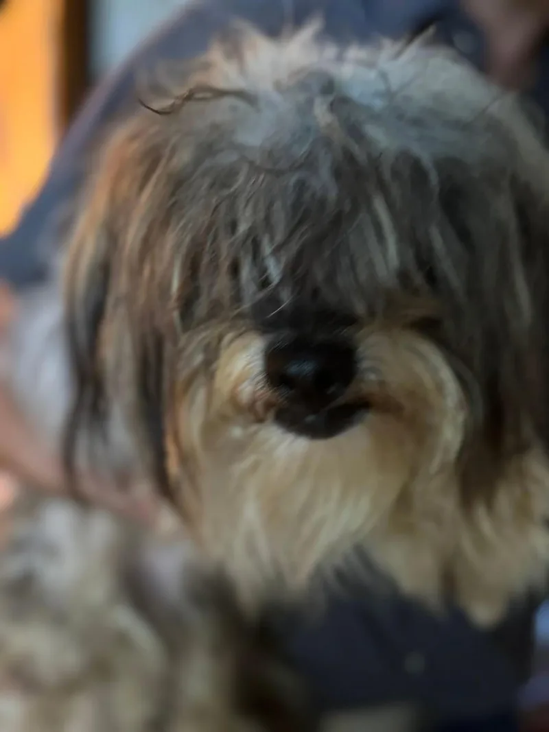 Shaggy thumbnail 2