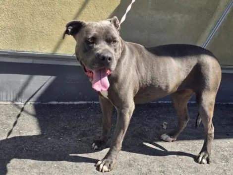 An adult large-sized female Mixed Breed dog named Bonnie for adoption in Los Angeles, CA