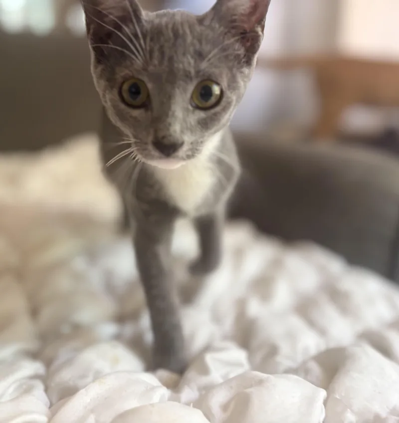 A baby small-sized female Gray / Blue / Silver Domestic Short Hair cat named Rizzi for adoption in Orange, CA