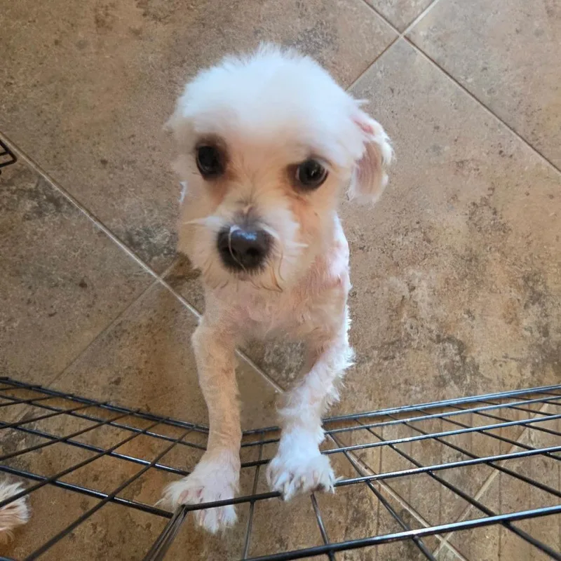 An adult small-sized male White / Cream Maltese dog named Butters for adoption in Santa Fe, TX