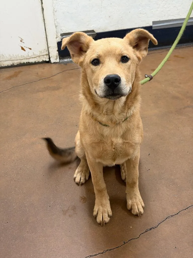 A baby medium-sized male Retriever dog named Philbrook for adoption in Chico, CA