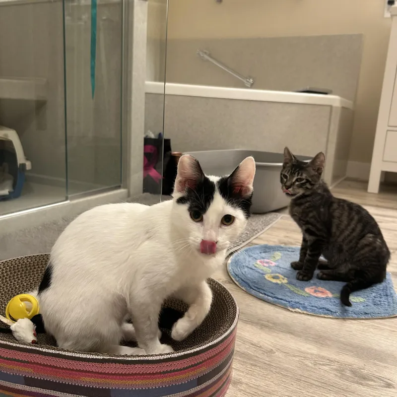 A baby medium-sized male Black & White / Tuxedo Domestic Short Hair cat named Sebastian for adoption in Woodinville, WA