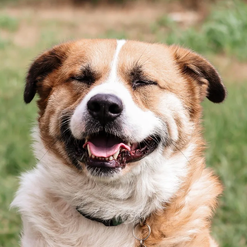 An adult extra large-sized male Tricolor (Brown, Black, & White) Great Pyrenees dog named Whiskey & Brewski for adoption in Justin, TX