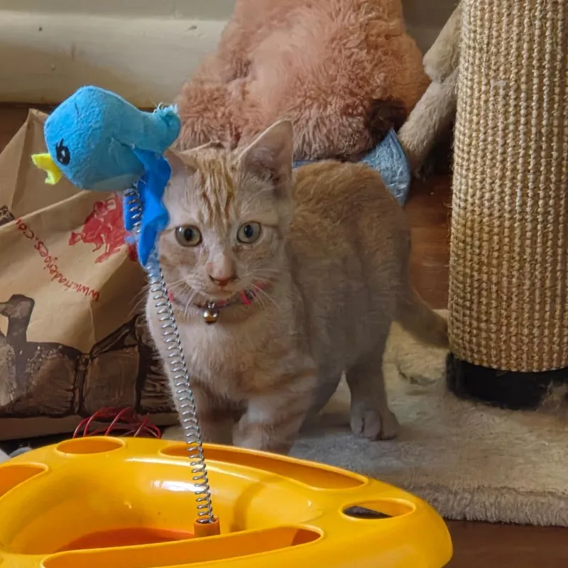 A baby small-sized female Orange / Red Domestic Short Hair cat named Bok Choy for adoption in Huntsville, AL