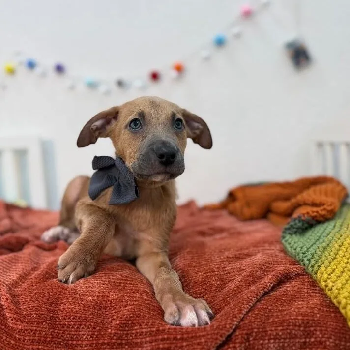 A baby medium-sized male Yellow / Tan / Blond / Fawn Labrador Retriever dog named Bard Dnd for adoption in Friendswood, TX