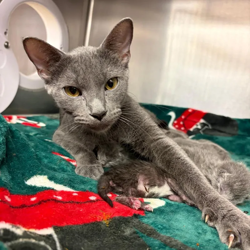 An adult medium-sized female Gray / Blue / Silver Domestic Short Hair cat named Snow White for adoption in Los Angeles, CA