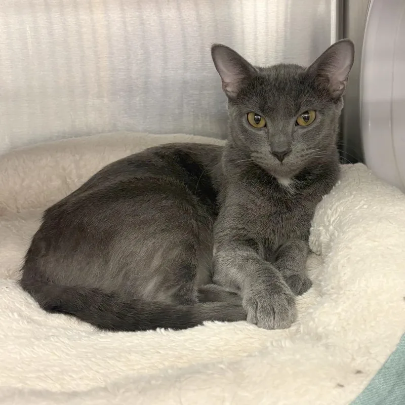 Snow White thumbnail 2