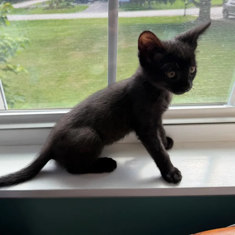 A baby small-sized male Black Domestic Short Hair cat named Tsu'tey  Home to for adoption in South Elgin, IL