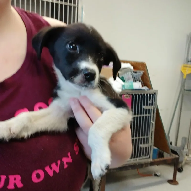 A baby small-sized male Black Terrier dog named Mochi for adoption in Clarksdale, MS