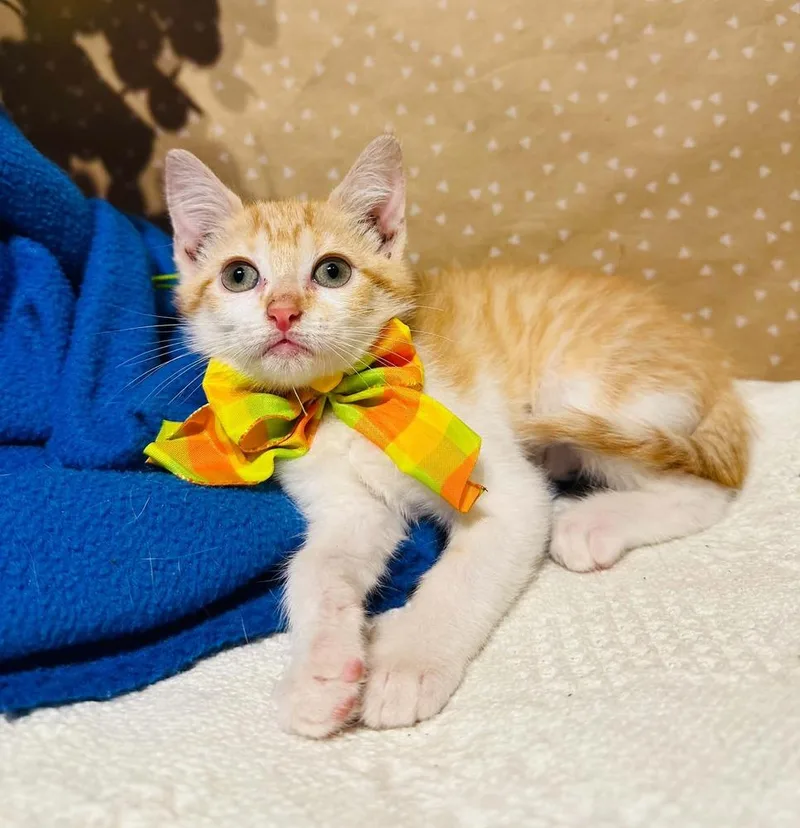 A baby small-sized female Domestic Short Hair cat named Rachel for adoption in Groveland, MA