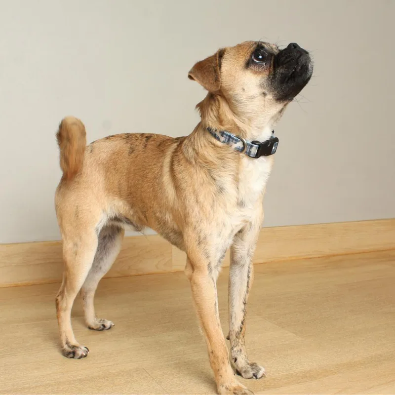 Biscuit D thumbnail 2