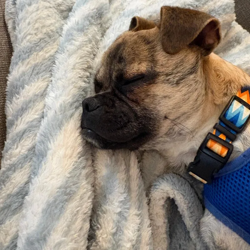 Biscuit D thumbnail 3