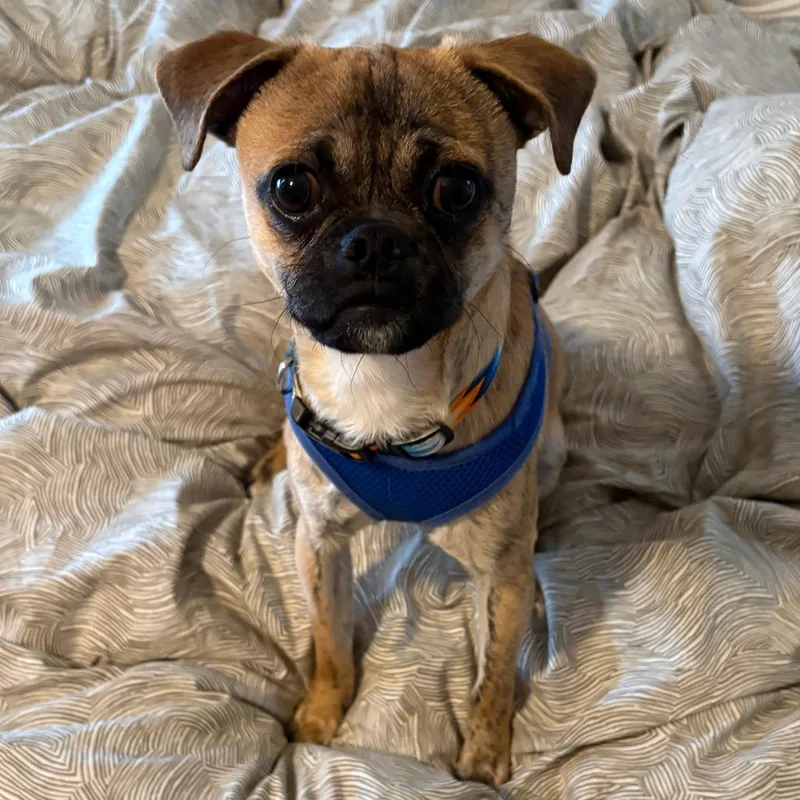 Biscuit D thumbnail 4