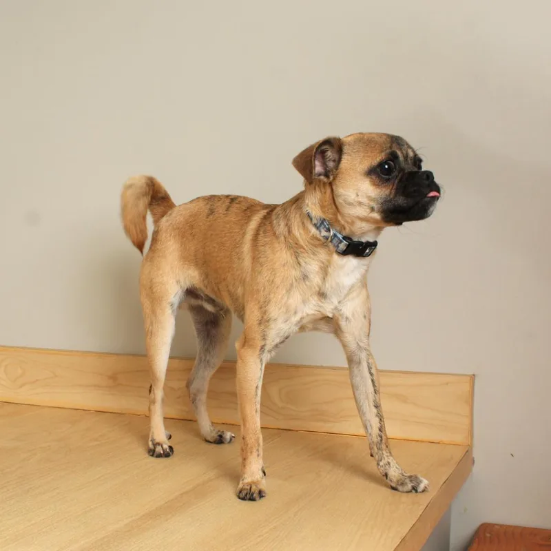 Biscuit D thumbnail 5